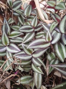Spyder 🌱Plant
