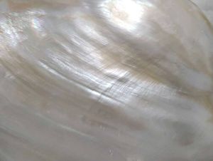 mother of pearl shell