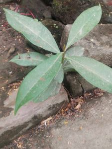 Combo Of 2  Curry Leaves Or Jamun Plant