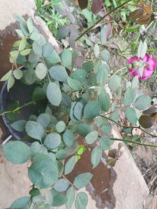Rose plant