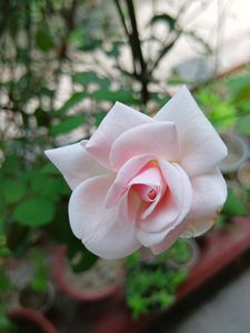 Pink Rose Plant