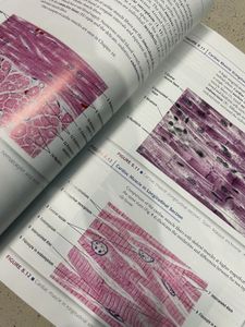 difiore Atlas Of Histology