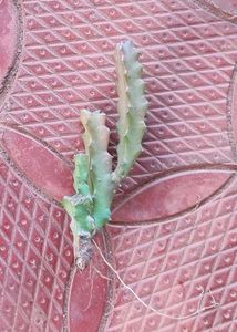 Carallumma Umbelletta