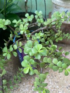 Set Of 5 Live Plants