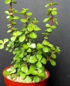 Jade Plant ☘️