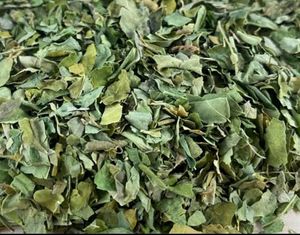 Moringa Leaves