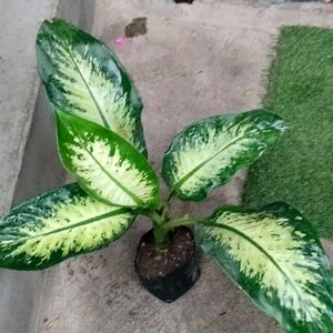 Indoor N Outdoor Plants Combo Offer