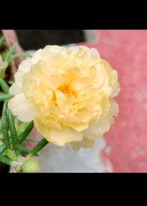 Table Rose🌹💐