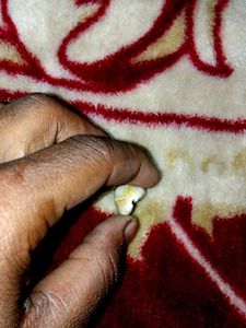 Cowrie Shell