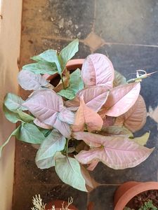 Pink Syngonium Plant