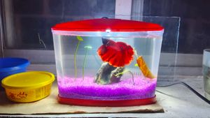 Betta Fish Tank