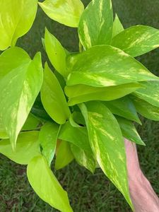 Combo of neon and marble queen pothos