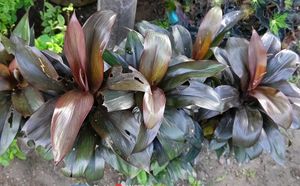 Mixed Verity Of Plants