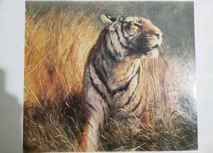 Tiger Picture