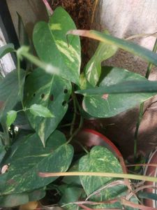 Money Plant Cutting For Sell