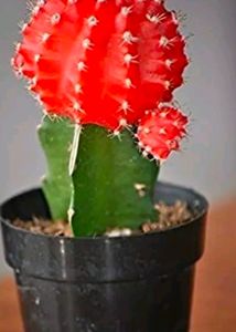 Combo Of 2 Color Grafted Moon Cactus