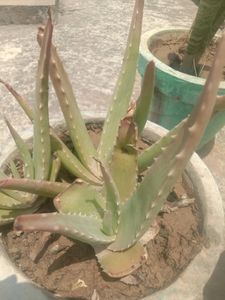 Aloevera Leafs With Freebie