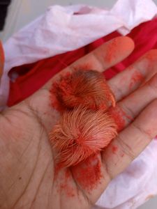 SIYAR SINGHI TANTRIK PRODUCT FOR VASIKARAN AND LUCK