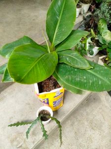 Banana N Fishbone Cactus Combo
