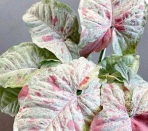 Syngonium Albo Plant