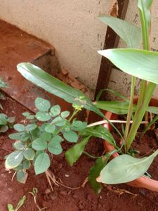 White Flowers Plant Combo