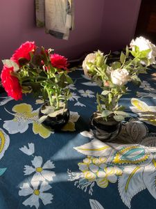 Set of 2 artificial rose plants - Red and White