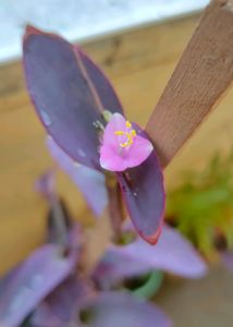 Purple Heart Plant