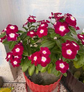 Periwinkle Sadabahar  Different Clour Pack Of 2