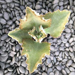 Fluffy Succulent velvet elephant ears