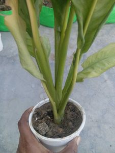 Anglonema Plant