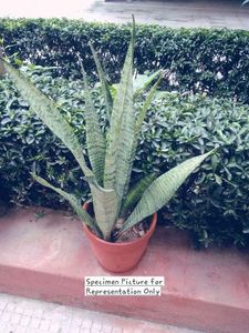 Sansevieria Trifasciata Zeylanica (Spotted)