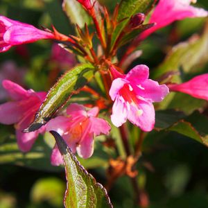 Pink Flower 50 Seeds