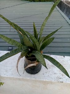Beautiful 3 Plants For ₹100