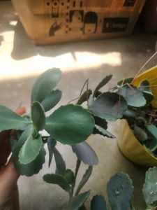 Live Full Pot Kalanchoi Plant With Root