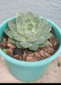Echeveria