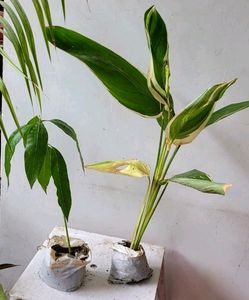 Pack 2 Big Mango 🥭 &amp; NeverNever Plants