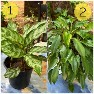 You Can Select 10 Live Root Plants