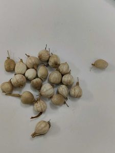 Vaijantimala Seeds