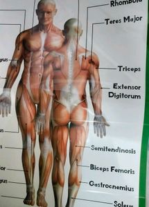 Muscular System - Human Body Charts