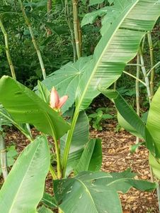 ORNAMENTAL BANANA MUSAE PLANT.