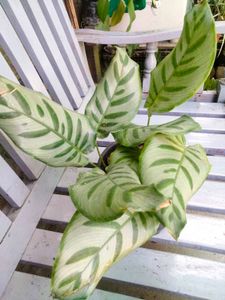 Plants Mix Combo