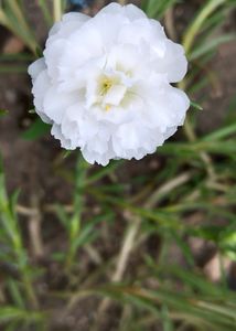 ALL 5 FLOWER CUTTING