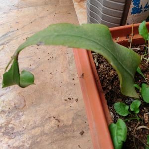 Bhramakamalam (Epiphyllum Anguliger) Plant