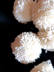 Pom Pom