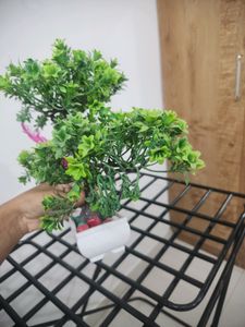 Bonsai Tree - Decoration Plant
