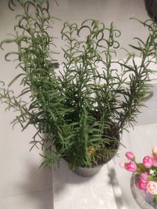 Rose Mary Plant With Root