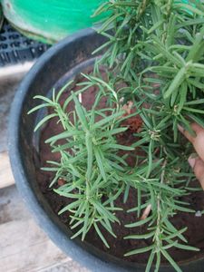 Rosemary Plant