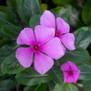 Pink Vinka Plant Seeds 🌹🌸