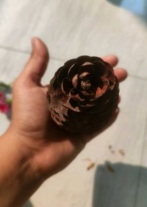 Pine Cones For Decorations