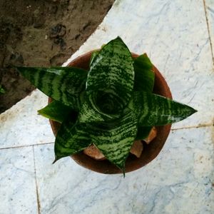 Snake Plant